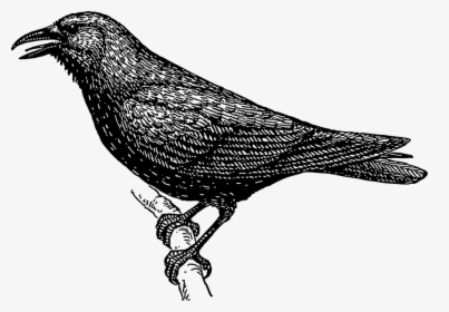 Free Image On Pixabay - Black And White Images Of Crow, HD Png Download, Free Download