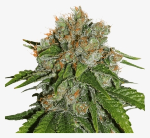 Amnesia Auto Seed Stockers, HD Png Download, Free Download