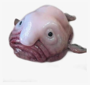 Blobfish , Png Download - Blob Fish Emoji, Transparent Png, Free Download