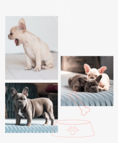 French Bulldog, HD Png Download, Free Download