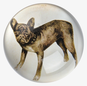 French Bulldog , Png Download - French Bulldog, Transparent Png, Free Download