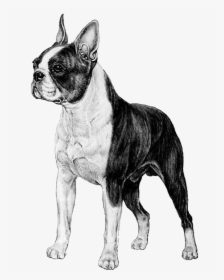 Boston Terrier Transparent Background, HD Png Download, Free Download