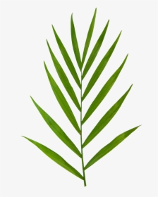 Parlor Palm - Illustration, HD Png Download, Free Download