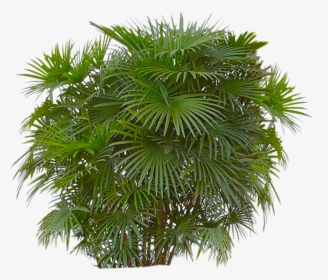 Palm Tree Bush Png, Transparent Png, Free Download