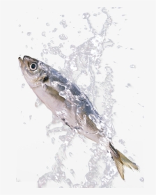 Png Download In The Splash - Sardines Fish Splashing In Water, Transparent Png, Free Download