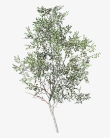 Paper Birch Sapling - Silver Birch Tree Png, Transparent Png, Free Download