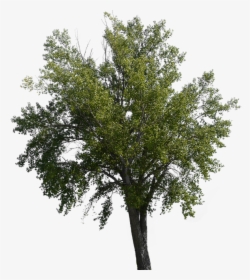 Free Tree Overlay, HD Png Download, Free Download
