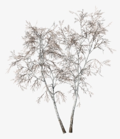 Transparent Birch Tree Png, Png Download, Free Download