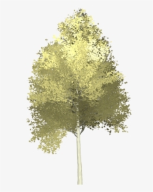 Aspen,tree,painted Tree,nature,yellow,image Pictures, - Aspen Tree Clipart Png, Transparent Png, Free Download
