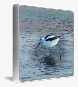 Seabird, HD Png Download, Free Download