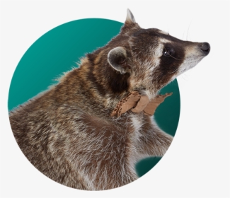 Raccoon - Carlos Cardboard - Coatimundi, HD Png Download, Free Download