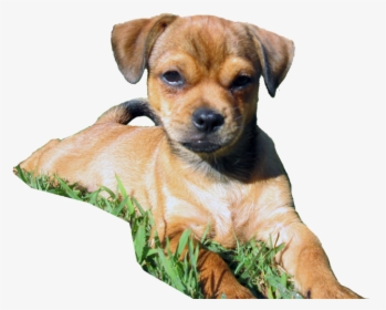 Companion Dog, HD Png Download, Free Download