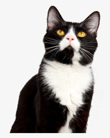 Become A Cat Foster St - Domestic Short-haired Cat, HD Png Download, Free Download