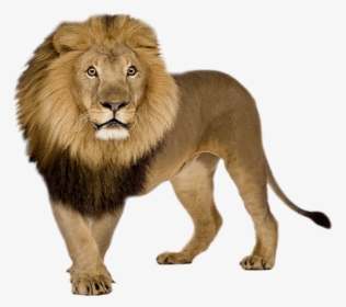 Lion Png Image - Transparent Lion Png, Png Download, Free Download
