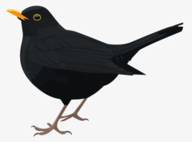 Bird Png Download - Common Blackbird Png, Transparent Png, Free Download