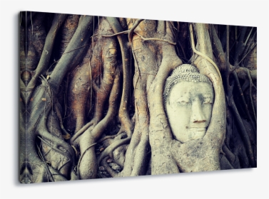 Buddha Tree Root Canvas Amp Glass Wall Art - Ayutthaya Kingdom, HD Png Download, Free Download