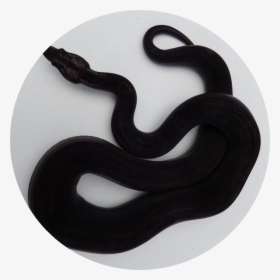 Transparent Black Snake Clipart - Pure Black Snake Aesthetic, HD Png Download, Free Download
