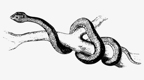 Snake Cliparts Black 4, Buy Clip Art - Snake Gliding Drawing, HD Png Download, Free Download