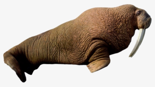 Walrus Lying Png Image - Walrus Png, Transparent Png, Free Download