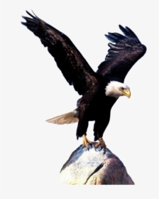 Bald Eagle Bird Clip Art - Flying Eagle Images Download, HD Png Download, Free Download