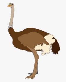 Ostrich Clipart Transparent Background, HD Png Download, Free Download