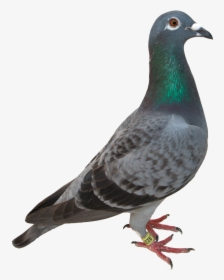 Homing Pigeon Bird Green Pigeon Domestication Clip - Pigeon Transparent Background, HD Png Download, Free Download