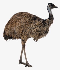 Ostrich Png Free Image Download - Emu Png, Transparent Png, Free Download