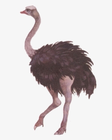 Ostrich Png Free Download - Ostrich And Crane, Transparent Png, Free Download