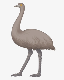 Collection Of Free Emew - Emu Clipart, HD Png Download, Free Download