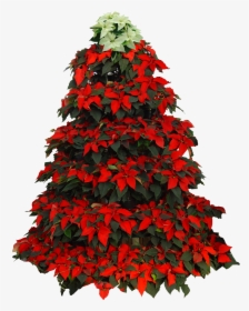 Poinsetta Clip Christmas Tree - Christmas Tree Poinsettia Clipart, HD Png Download, Free Download