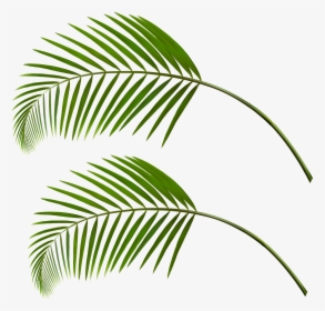 Transparent Fall Leaf Clipart - Palm Tree Leaves Falling, HD Png Download, Free Download