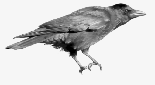 Raven Png - English Birds Sounds Name, Transparent Png, Free Download