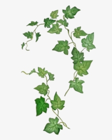 #leaves #png #green #kpopedit #edits #edit #overlay - Poison Ivy Plant Drawing, Transparent Png, Free Download