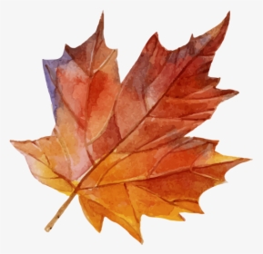 Maple Leaf Png Image Free Download Searchpng - Maple Leaf, Transparent Png, Free Download