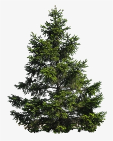 Fir Tree Transparent Background, HD Png Download, Free Download