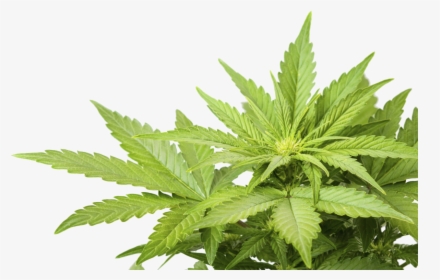 Cannabis Weed Marijuana Leaf Png Clipart Image - Png Weed Leaf, Transparent Png, Free Download
