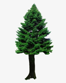 Christmas Tree Png Image - Transparent Background Tree Png, Png Download, Free Download