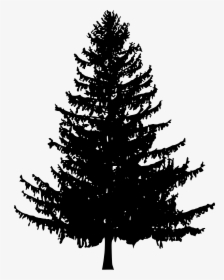 Pine Trees Silhouette Png, Transparent Png, Free Download