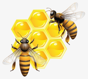 Clip Art Honey Bee, HD Png Download, Free Download