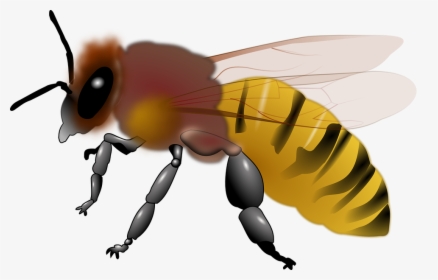 Transparent Miel De Abeja Png - Bee Clip Art Honey, Png Download, Free Download