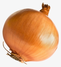 Onion Png Free Download - Onion Png, Transparent Png, Free Download