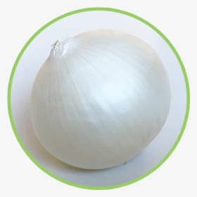 Onion , Png Download - Onion, Transparent Png, Free Download