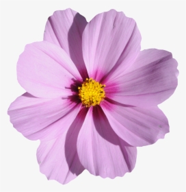 Flor, Púrpura, Verano, Floración, Flor Morada - Flor Png, Transparent Png, Free Download