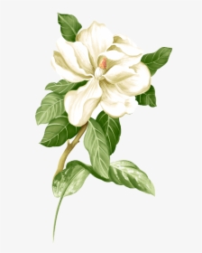 Jasmine Flower Png, Transparent Png, Free Download