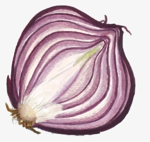 Red Onion, HD Png Download, Free Download
