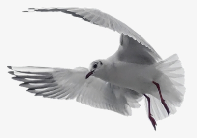Pigeon, White, Bird, Dove, Nature, Peace, Symbol - Mensagens Para Fotos Sozinha, HD Png Download, Free Download