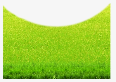 Lawn Green Grasses Grassland Wallpaper - Lawn, HD Png Download, Free Download