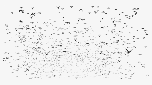 Sky, Doves, Silhouette, Dove, Birds, Flock, Swarm - Flock, HD Png Download, Free Download
