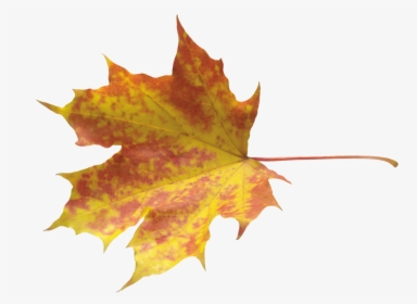 Autumn Png Leaf - Autumn Leave Png, Transparent Png, Free Download