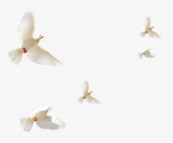 Flying Birds 12 - Flock Of Doves Png, Transparent Png, Free Download